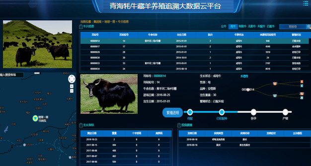 青海云輝牧聯(lián)動物養(yǎng)殖屠宰溯源系統(tǒng)，筑起牦牛藏羊食品安全防護(hù)屏障