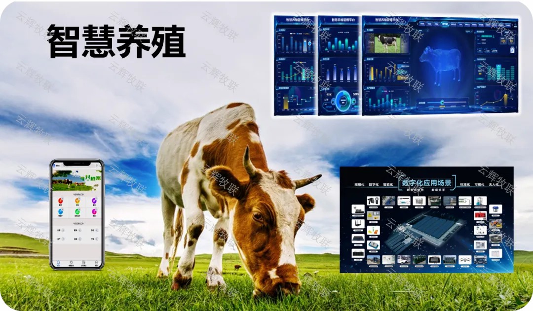 創(chuàng)新破局，合力前行，云輝牧聯(lián)以新質(zhì)生產(chǎn)力賦能肉牛產(chǎn)業(yè)振興